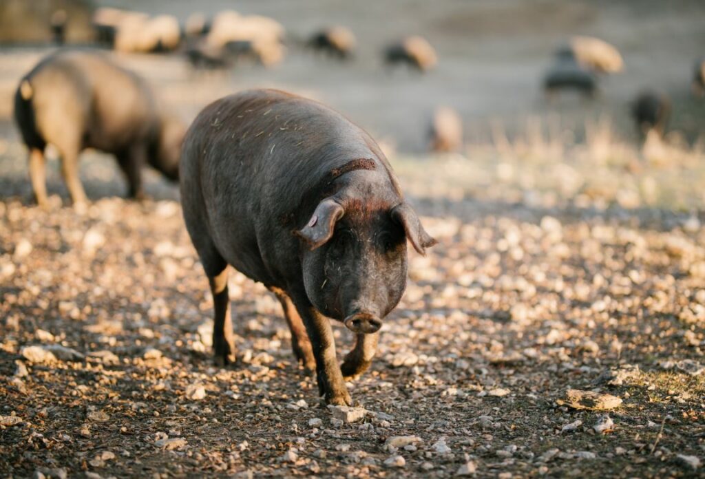cerdo ibérico pastando